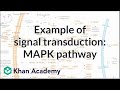 Cell Signaling and Cancer Pathways