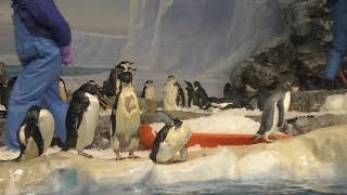 氷ペンギン ペンギンエリアに氷を運ぶ飼育員さん 【名古屋港水族館】Penguin Port
