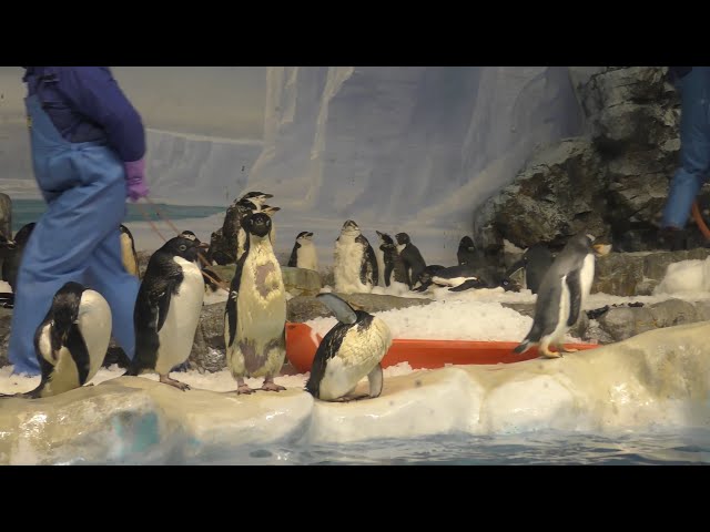 ペンギンエリアに氷を運ぶ飼育員さん 【名古屋港水族館】Penguin Port