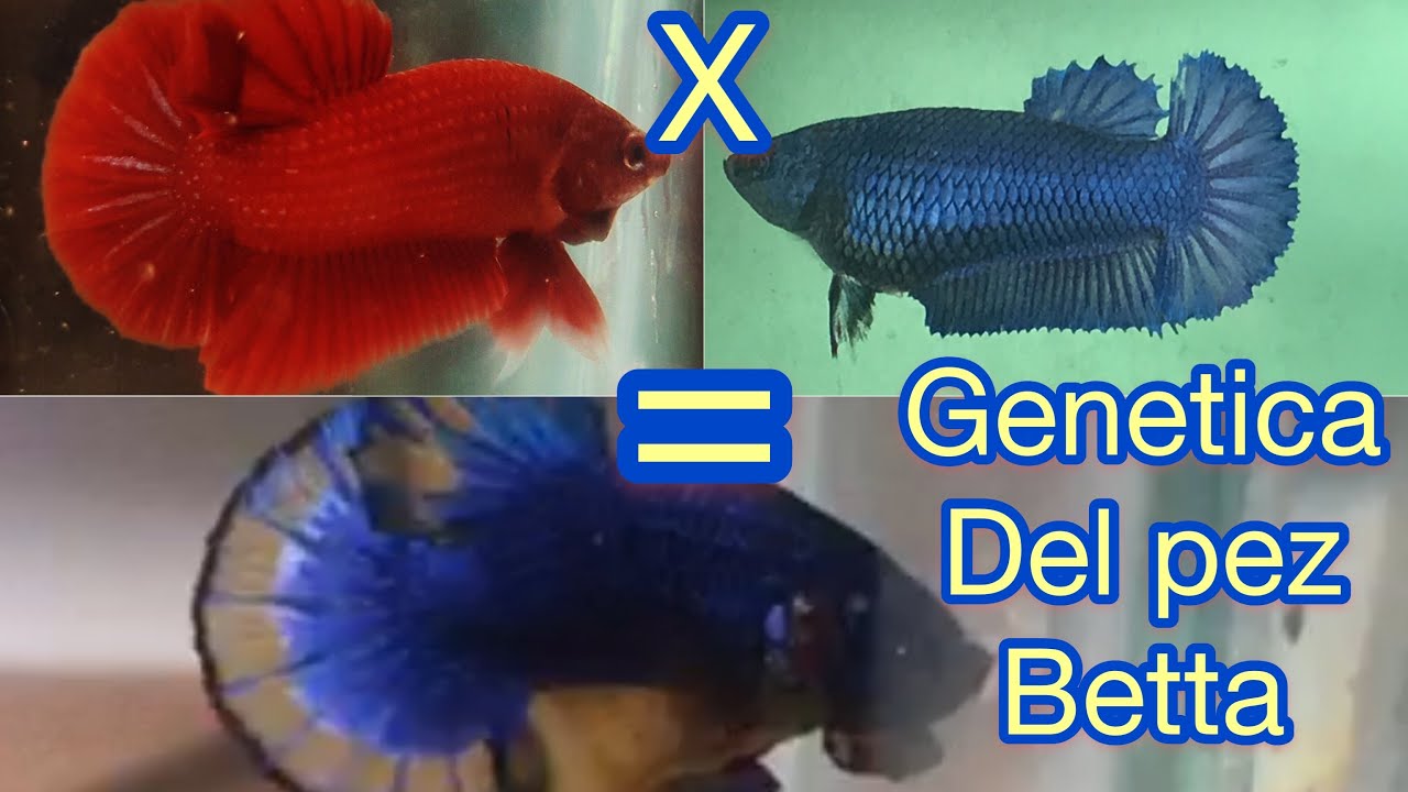 DEL PEZ BETTA Cómo hacer BETTAS Mustard Gas (desde cero) YouTube