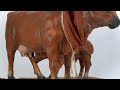 Vídeo: Vaca con ternero serie 30 cm en movimiento