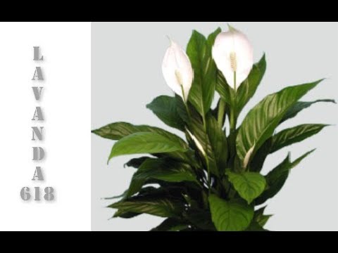 Video: Spathiphyllum (qadın Xoşbəxtliyi) Evdə Necə Nəql Edilir