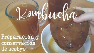 Making Kombucha And How To Preserve Your Scobys Probiotic Drink