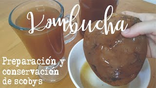 Preparación de kombucha y como conservar tus scobys / bebida probiótica