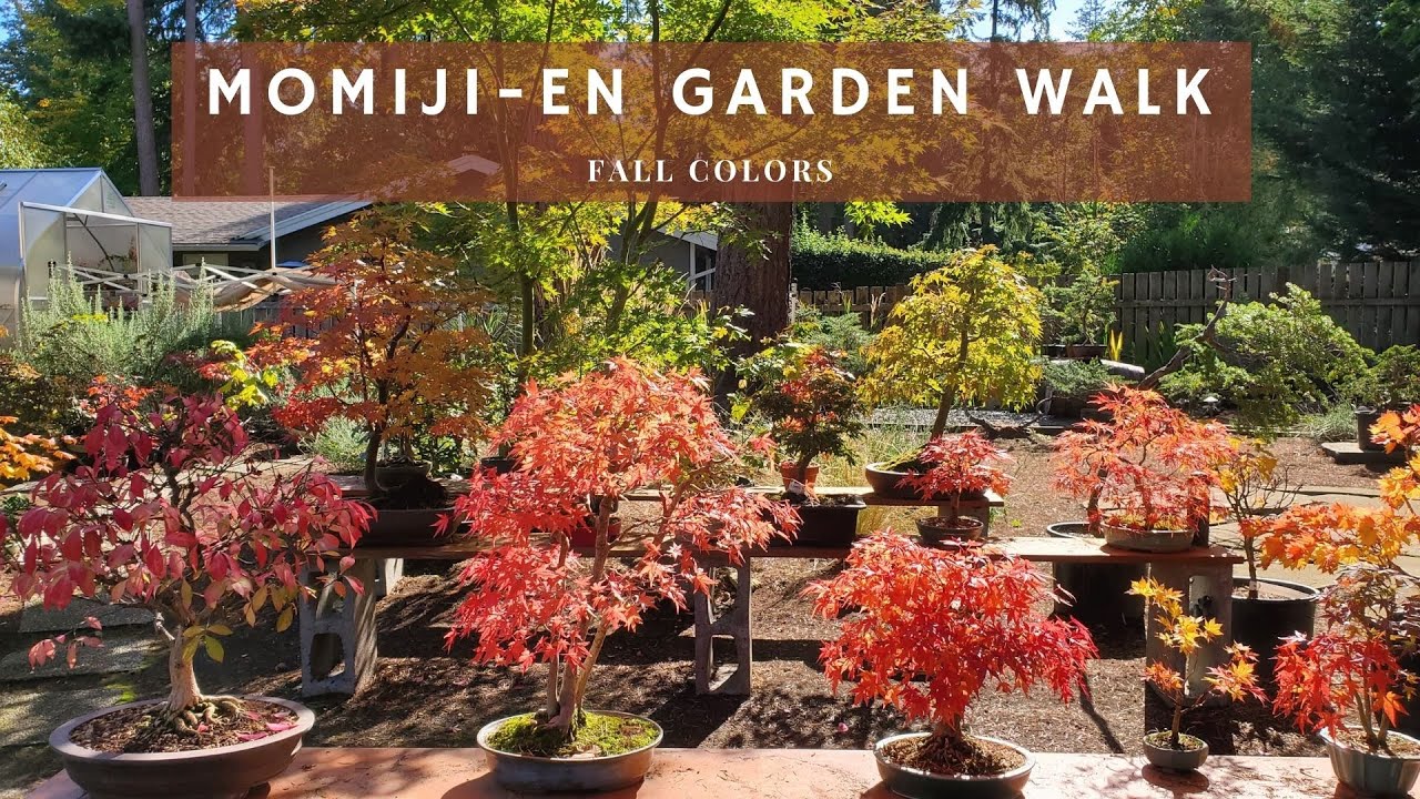 Momiji-En Bonsai Garden Walk - Mid Fall - YouTube