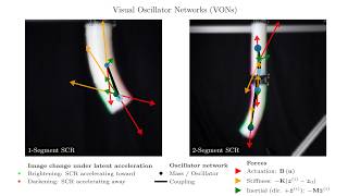 Learning Visually Interpretable Oscillator Networks For Soft Continuum Robots From Video