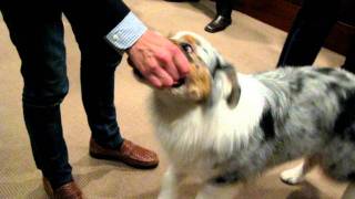 Jack the Show Dog Book Launch
Jack mingles at the launch party for Josh Deans SHOW DOG. Jack the Show Dog Book Launch
