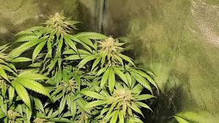 Orange Juice, Sensi #741's, Green Gelato & Royal Gorilla Update #9
