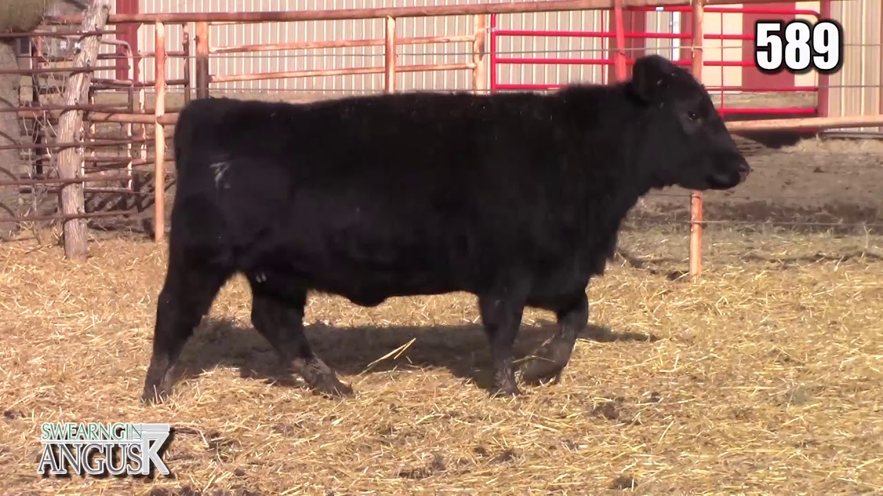 angus tasty Swearngin Angus 589