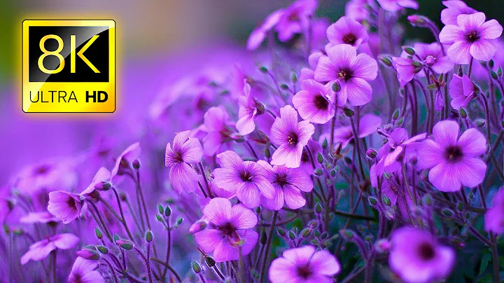 The Most Beautiful Flowers Collection 8K ULTRA HD / 8K TV - DayDayNews