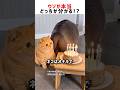 【最後まで見てw】嘘か本当どっちか分かる!? #ショート #クイズ #猫