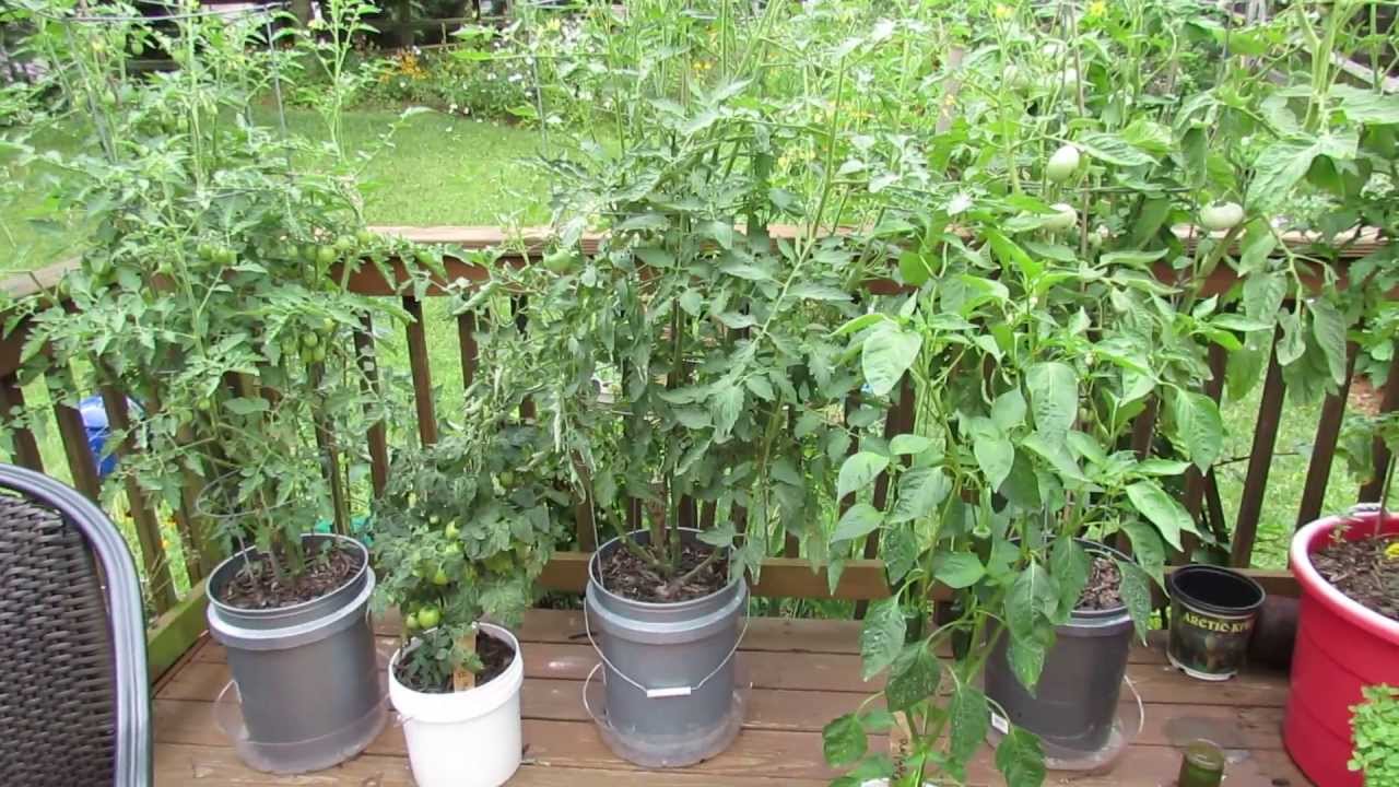 Update: Container Tomato & Pepper Growth - The Rusted 2013 YouTube