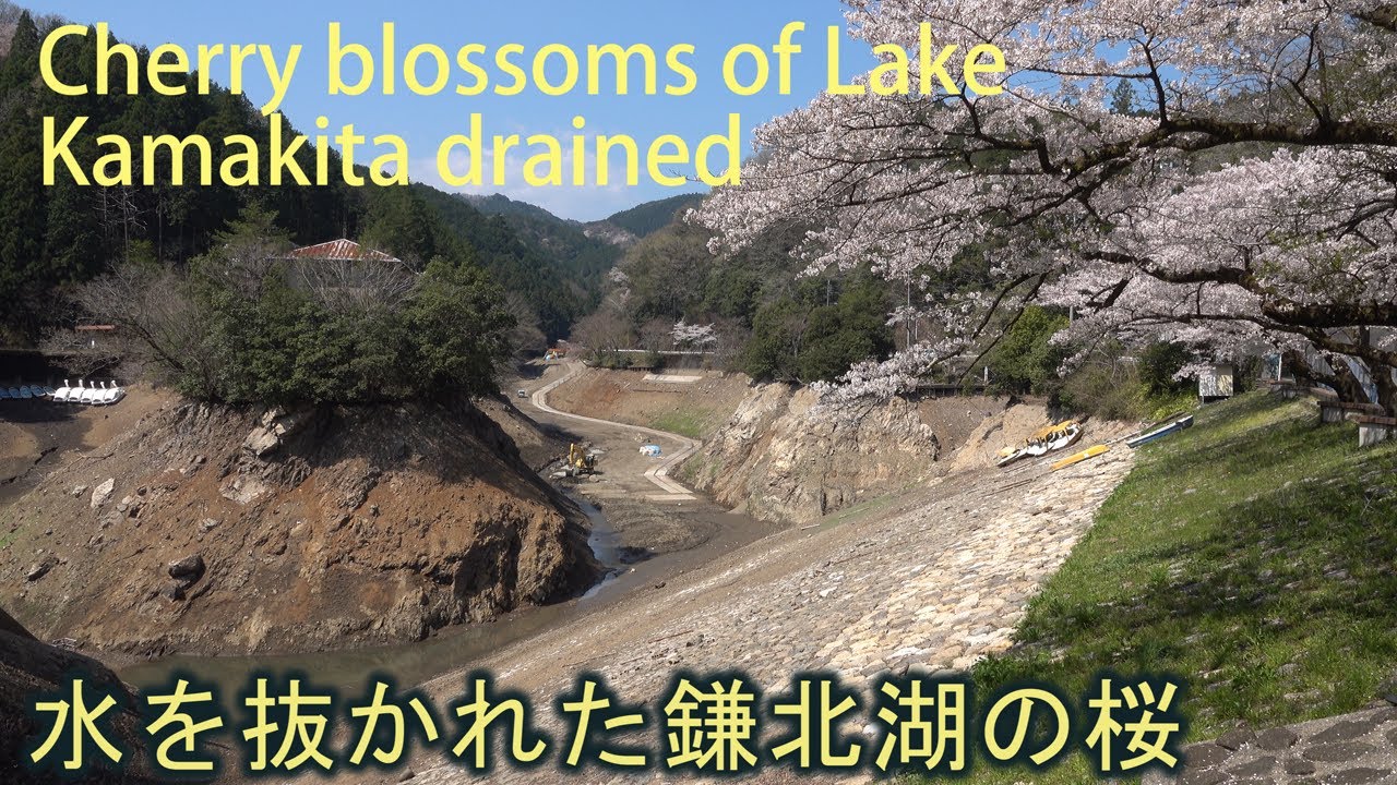 水を抜かれた鎌北湖のサクラ Cherry Blossoms Of Lake Kamakita Drained Youtube
