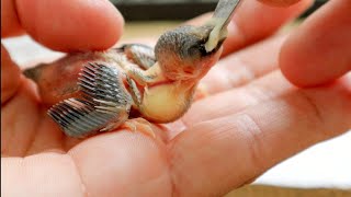 What to feed a baby BIRD | Homemade hand feeding formula recipe #babybird #birds #aviary screenshot 5