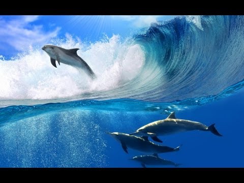 Chill Out Relaxation Music - With Images Of Dolphins