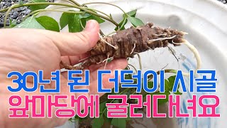 30년 된 더덕이 굴러다녀요_시골집 앞마당 풍경 by seseco_신작가의다큐 277 views 1 month ago 2 minutes, 31 seconds