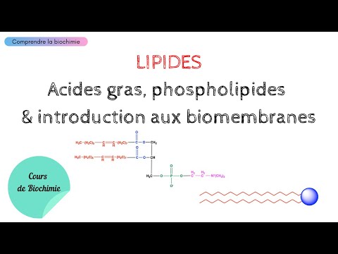 Vidéo: Les polysaccharides contiennent-ils du phosphore ?