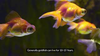 How Long Do Goldfish Live and How To Help Your Goldfish Live Longer