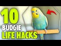 10 Life Hacks for Budgie Owners