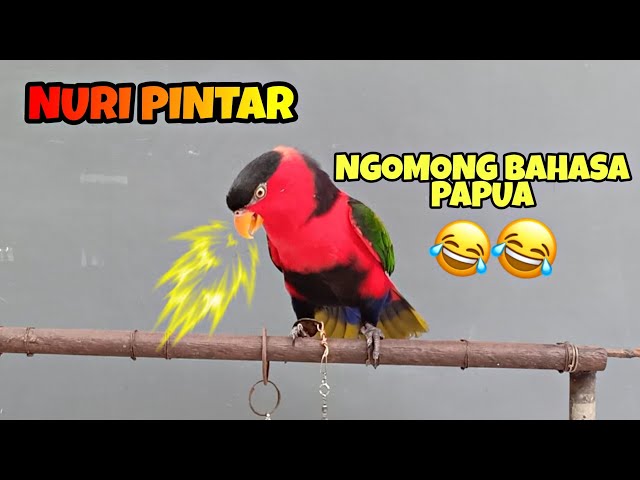 Suara burung nuri kepala hitam gacor dan cerewet bikin senang melihatnya!!! class=