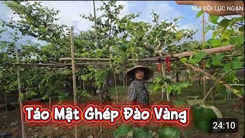 ĐÓN ANH NGUYÊN LỤC NAM VÀ THĂM VƯỜN TÁO MẬT GHÉP I NÚI ĐỒI LỤC NGẠN