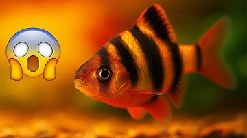 10 Tiny Fish You Should NEVER Buy (They Turn Into Terrors)