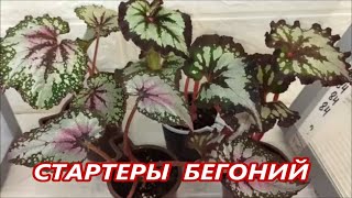 СТАРТЕРЫ ДЕКОРАТИВНЫХ БЕГОНИЙ ✅ часть 2