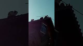 Коты хотят скинуть кошку. Коты хотят скинуть кошку.
