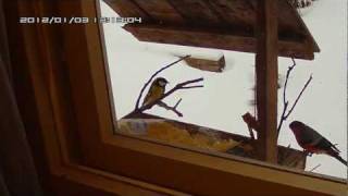 AMBA0135.MOV