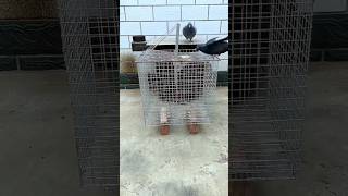 🪤Village Life with Fancy Pigeons 🕊️🌿 Stunning Cage Design 🔥 #birds #pigeon #trending