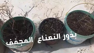 تجفيف النعنع واستخراج بذوره