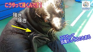 【オットセイ】こうやって掻き掻きしてます！　（伊勢シーパラダイス）