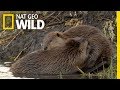 Animals That Mate For Life | Nat Geo Wild