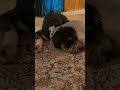 Sprocket video