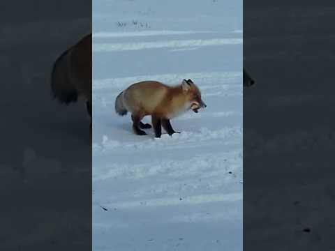 Video: Перулук Ренсо Кастанедадан сюрреализм менен курчалган аялдар