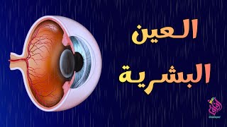 عين الانسان | اجزاء العين و وظيفة كل جزء منها