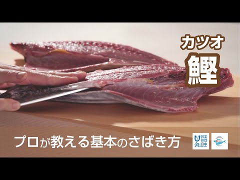 鰹（かつお）のさばき方 - How to filet Bonito -｜日本さばけるプロジェクト（海と日本プロジェクト）