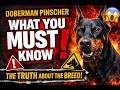 Doberman Pinscher: Everything You Need to Know Before You Get One (The Truth About the Breed)