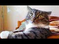 Funniest Cats And Dogs Videos 😁 Best Funny Animal Videos 2023 #87