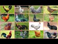 رنگارنگ ترین و زیباترین نژادهای مرغ در سراسر جهان 