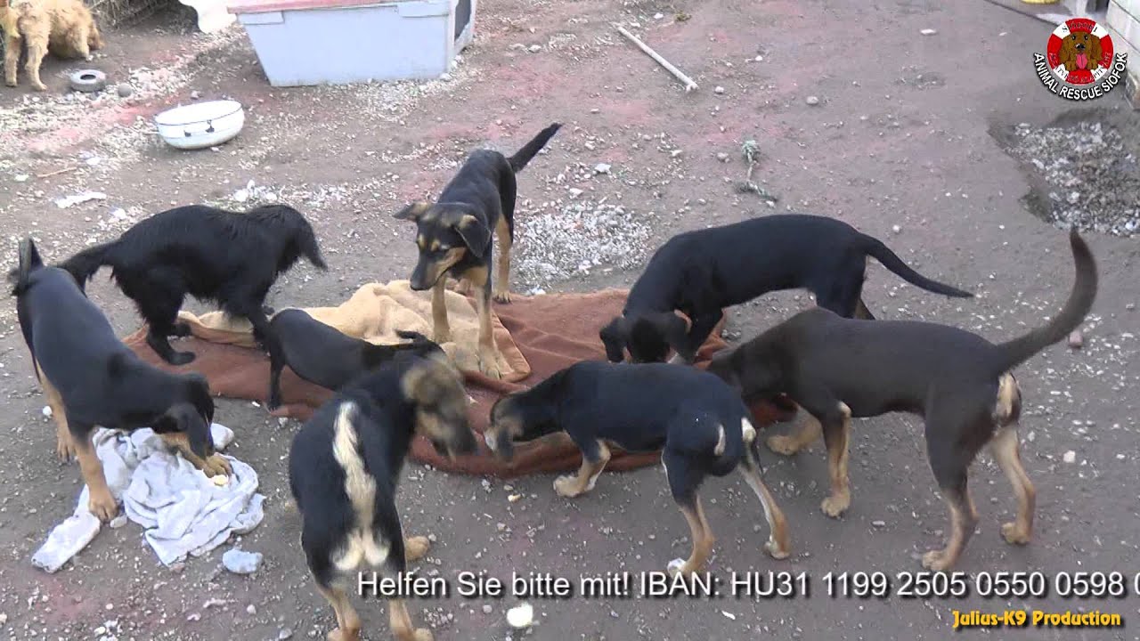 harnessing mineral resources Julius-K9® - Protección a los animales, refugio de animales