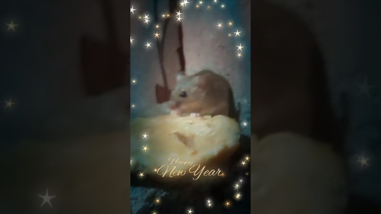 Amazing cute rat dance/ cartoon/ Funny dance/ cat video 