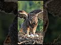 Majestic Owl Flying Back to Its Nest | Stunning Wildlife Moment #Owl #OwlPhotography