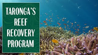 Tarongas Reef Recovery Program