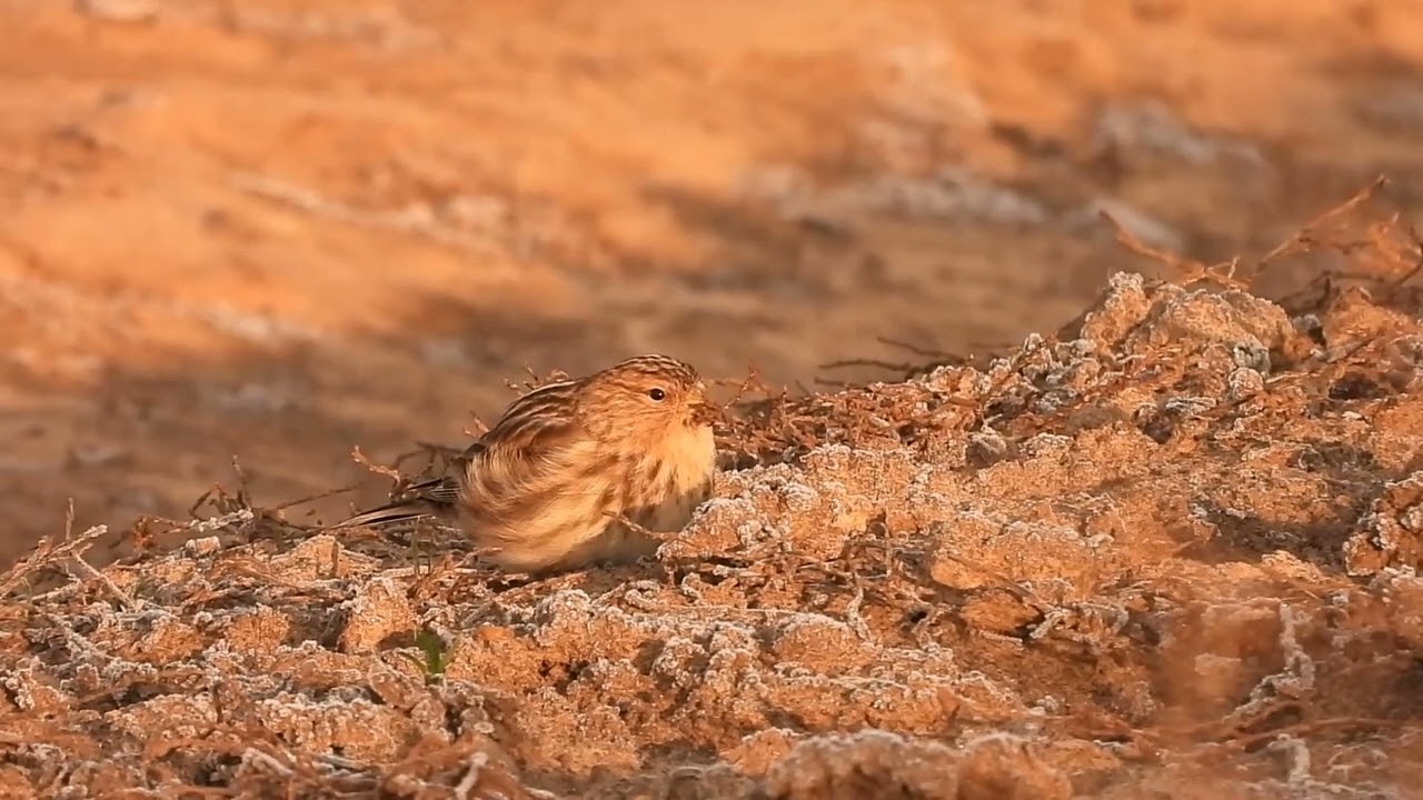 Twite - Sárgacsőrű kenderike - Linaria flavirostris