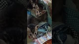 CAT N PAWS😺 #cats #pets #pet #cat #explore #shorts #funnycats #paws #trending #irl #catshorts