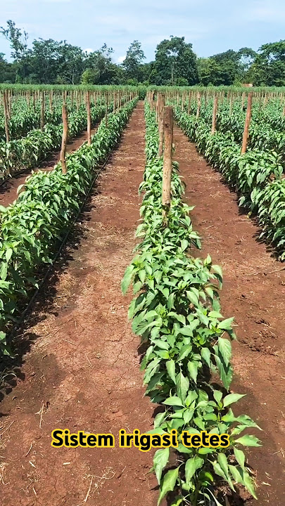 Tanam cabai sistem irigasi tetes #farming #pertanian #cabe