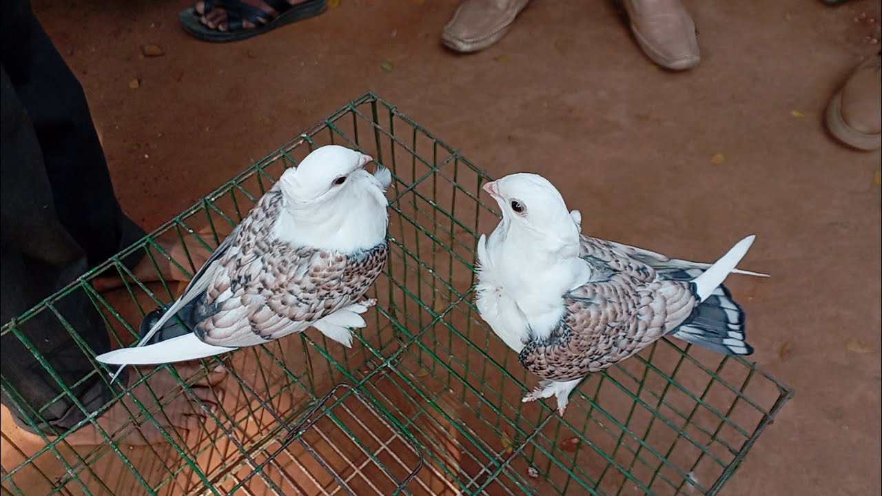 সিরাজদিখান বাজার হাঁস মুরগি কবুতরের হাট প্রতি বুধবার বসে সাবস্ক্রাইব করে পাশে থাকুন ধন্যবাদ।