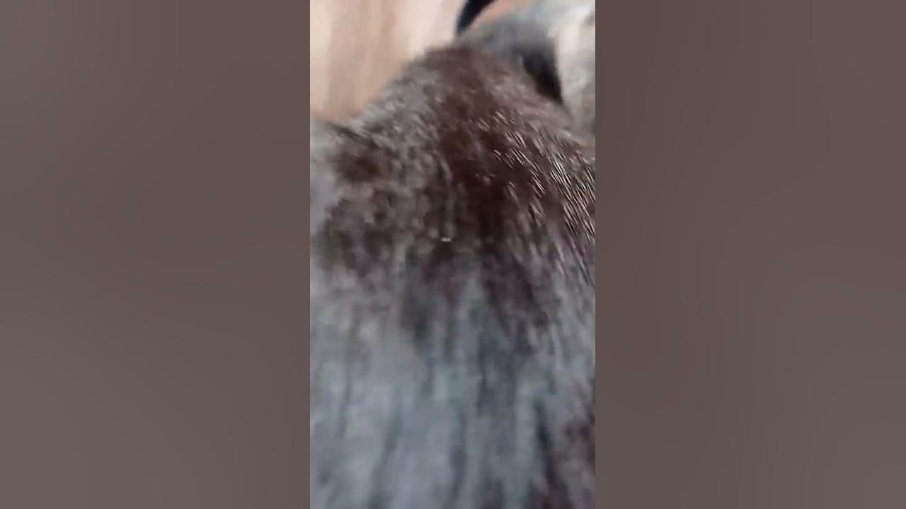 жопа кота - YouTube