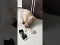 Funny Labrador @LifeWithLabradors @LittleJohnTheLabrador